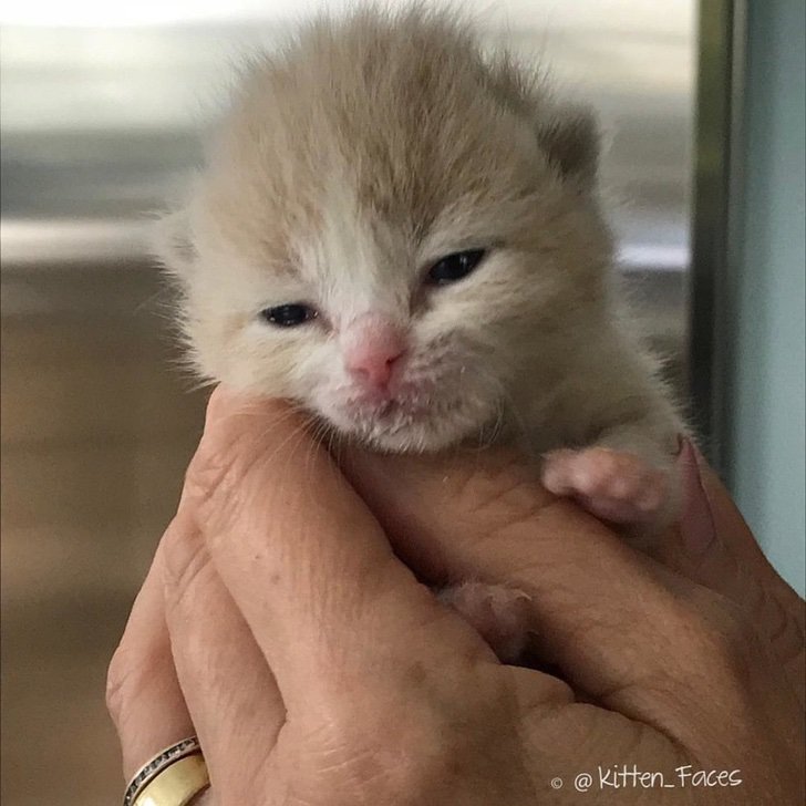 El pequeño Lionel fue abandonado, pero luego de su rescate encontró dos hermanos que son su familia