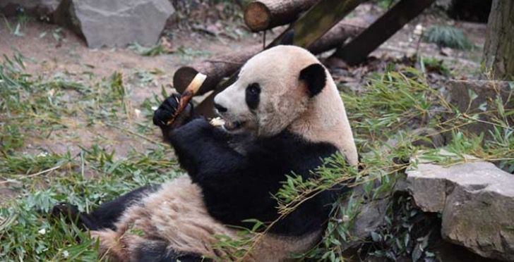 El trabajo soñado: Cuidador de panda bebé no puede hacer sus tareas porque no deja de abrazarlo