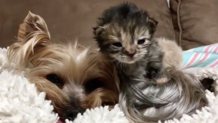 No se parecen nada, pero los ama como a sus hijos: Perrita decidió ser madre de gatitos abandonados