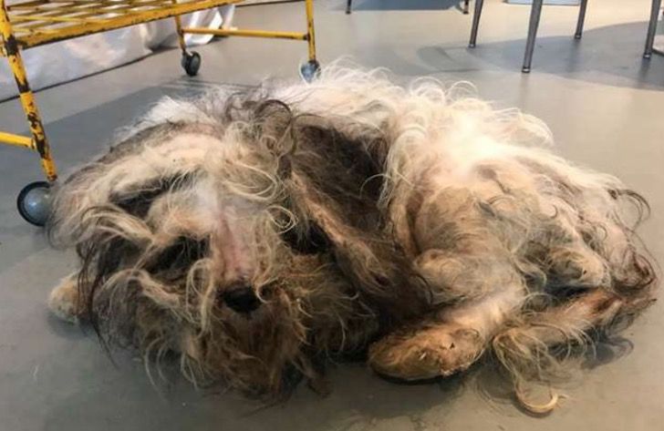 Una bola de rastas camina por la calle. Bajo ella, se asoma un perrito pidiendo urgente un peluquero