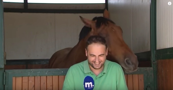 Caballo quiso hacerse amigo del reportero a toda costa. ¿O piensa que el micrófono es una zanahoria?