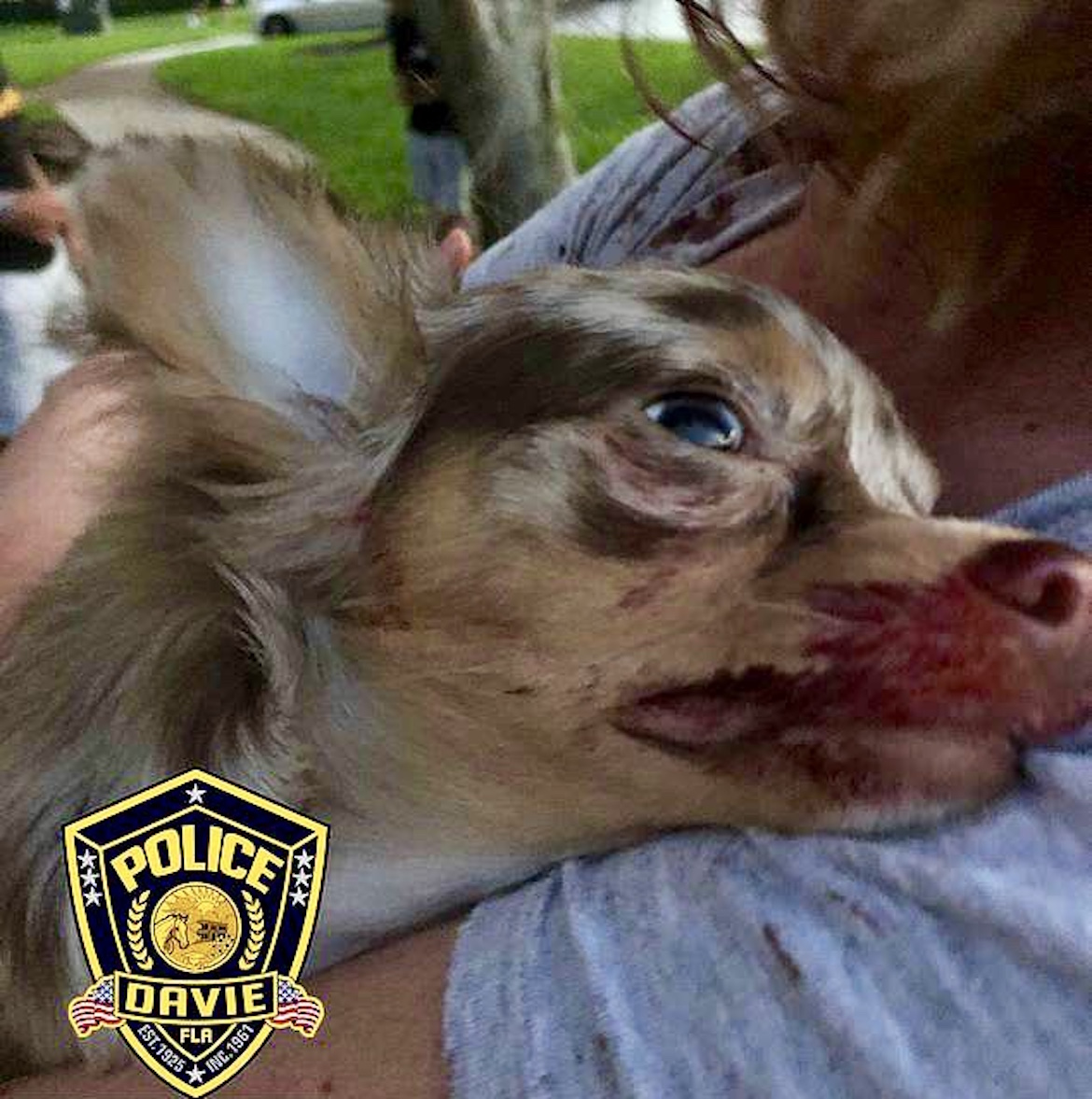 El animal minutos después de recibido el disparo en su rostro. Foto: Policía de Davie