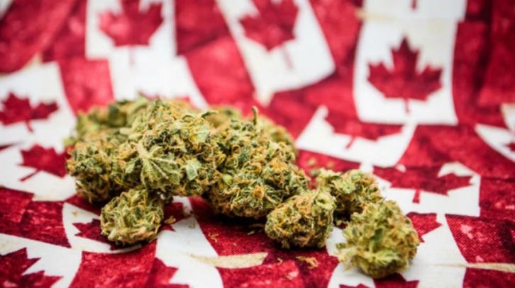 Se agota marihuana en Canadá el día de su legalización