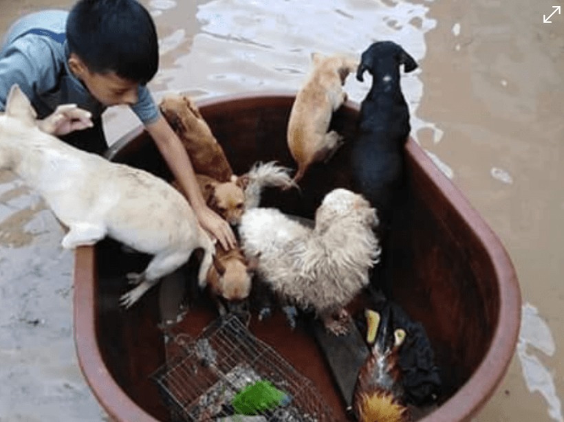 Pequeño héroe ‘salva’ animalitos en inundaciones en Ruiz, Nayarit