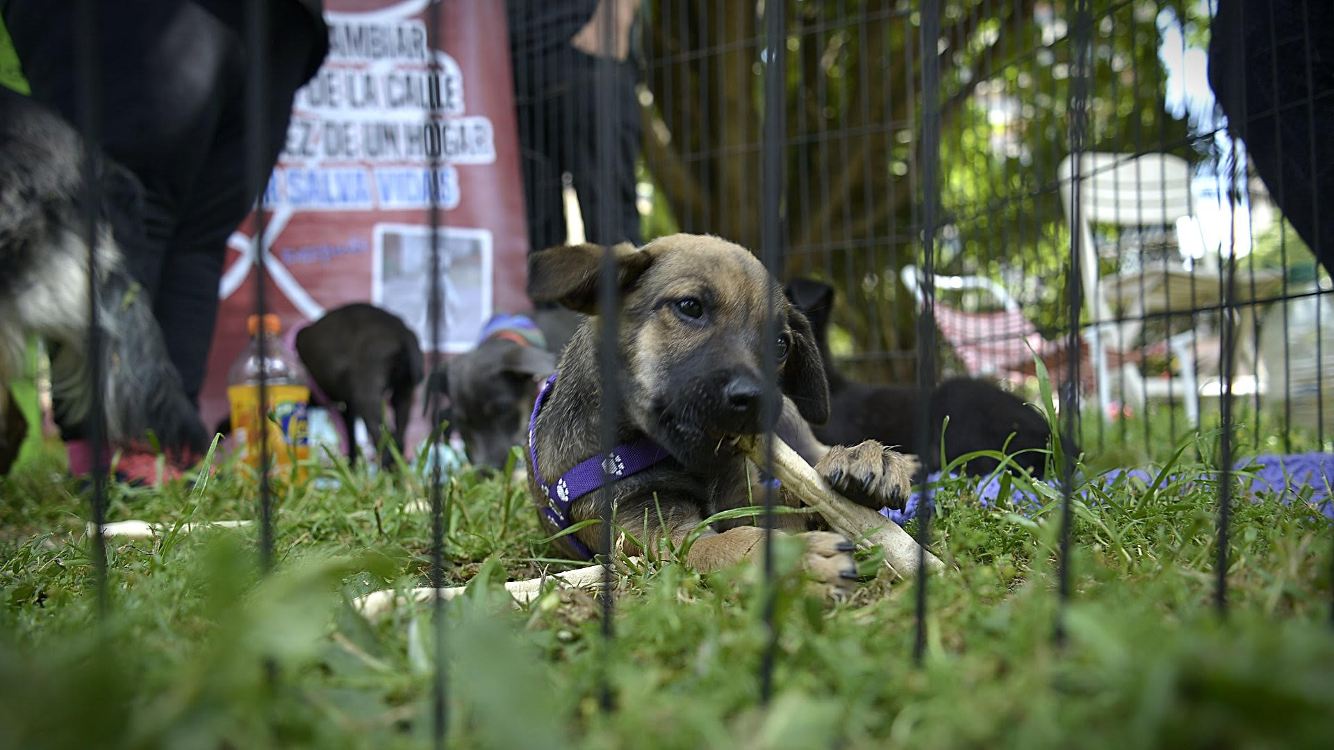 Las mascotas en la Ciudad de México son consideradas seres sintientes. (Gustavo Gavotti)