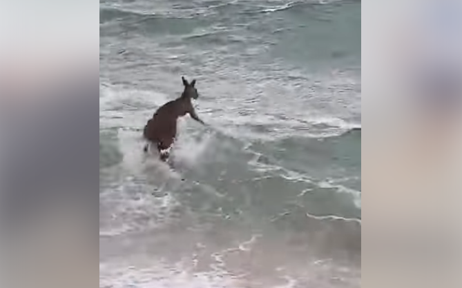 Canguro entro al mar muy contento pero se lo llevo la marea : (