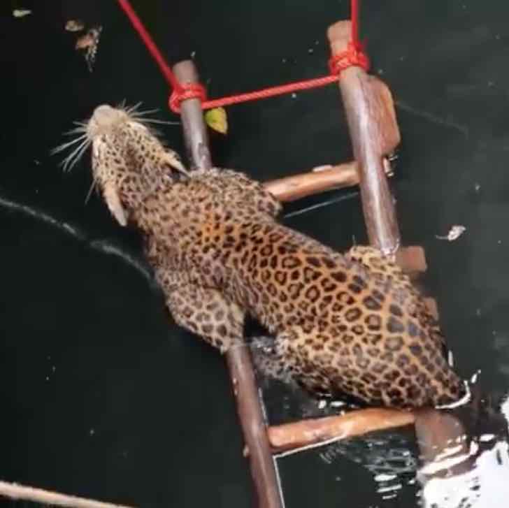 Granjeros rescatan a leopardo que sufre atrapado en profundo pozo. Bastó con una escalera y una caja