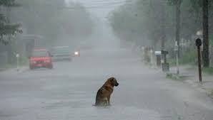 ¿Cómo ayudar a los perros en temporada de lluvias?