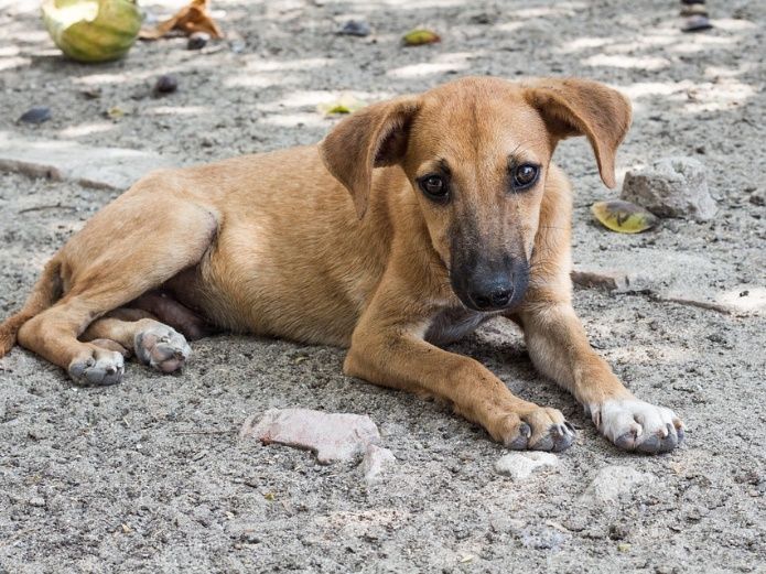 Perrito llora al rencontrase con su dueños después de 3 largos años