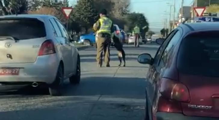 Perro juega y salta sobre policía, impidiéndole dirigir el tránsito. Sólo quería divertirse un poco