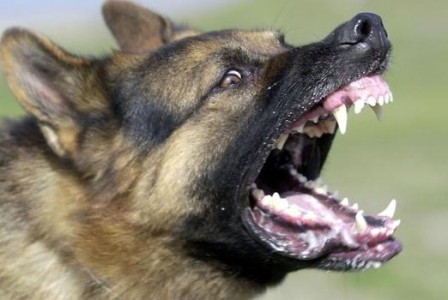 Perro raza pastor belga ataca y mata a bebé en España