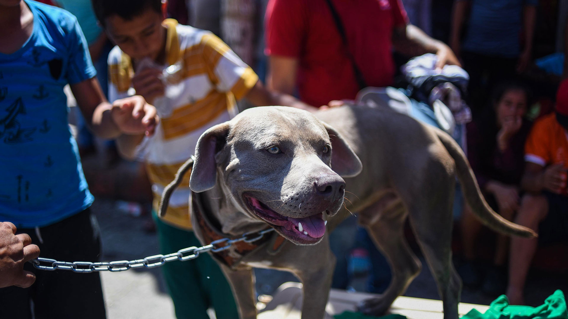 El pitbull, de ojos amarillos, dejó algunas novias por el camino (Foto: AFP).