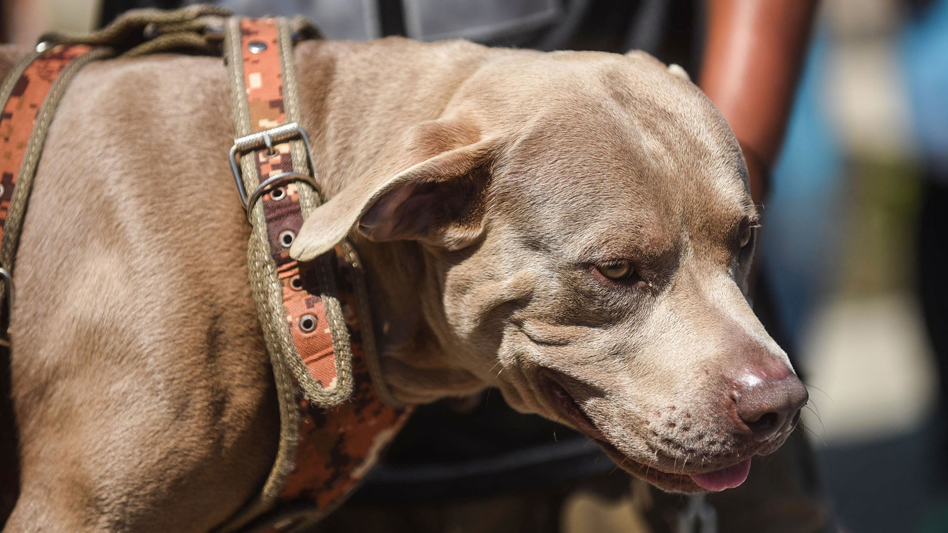 Este es Bolillo, el perro migrante que viaja junto a la caravana (Foto: AFP).