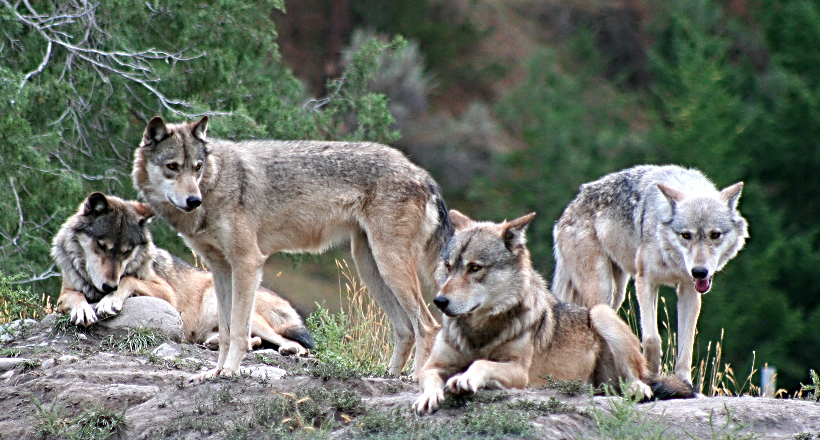 De como los Lobos se volvieron perros para ser el mejor amigo del Hombre y la Mujer