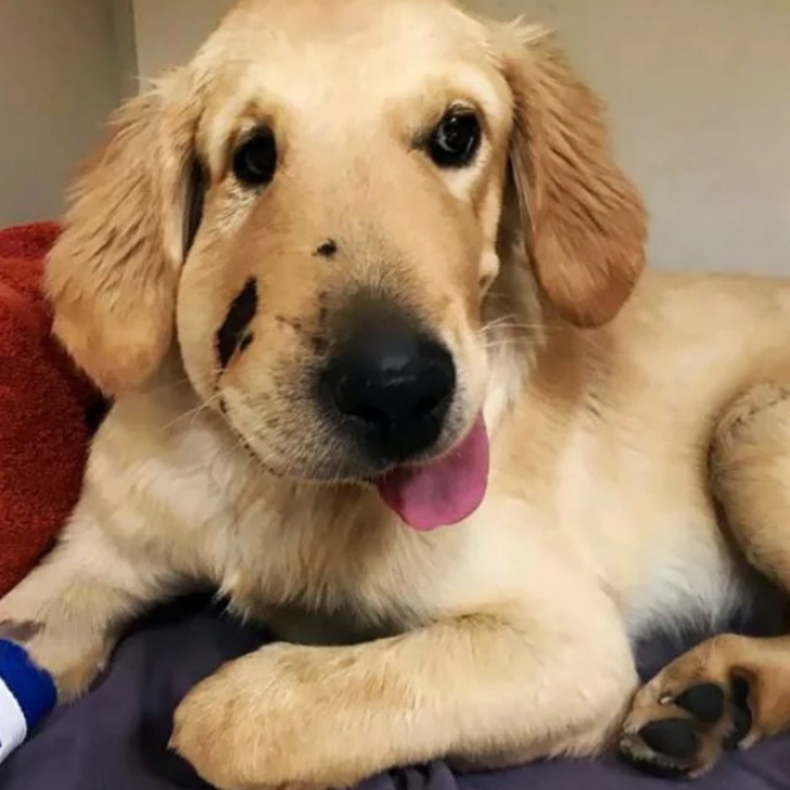 Este cachorro es el mejor héroe, salvó a su dueña de una mordedura de serpiente cascabel