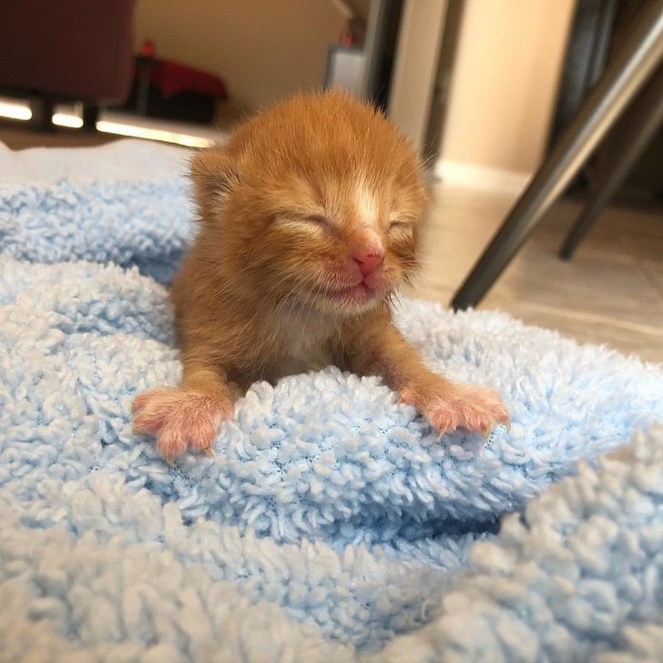 Estos gatitos hermanos se mantuvieron a salvo porque no se separaron. Ahora tienen un hogar