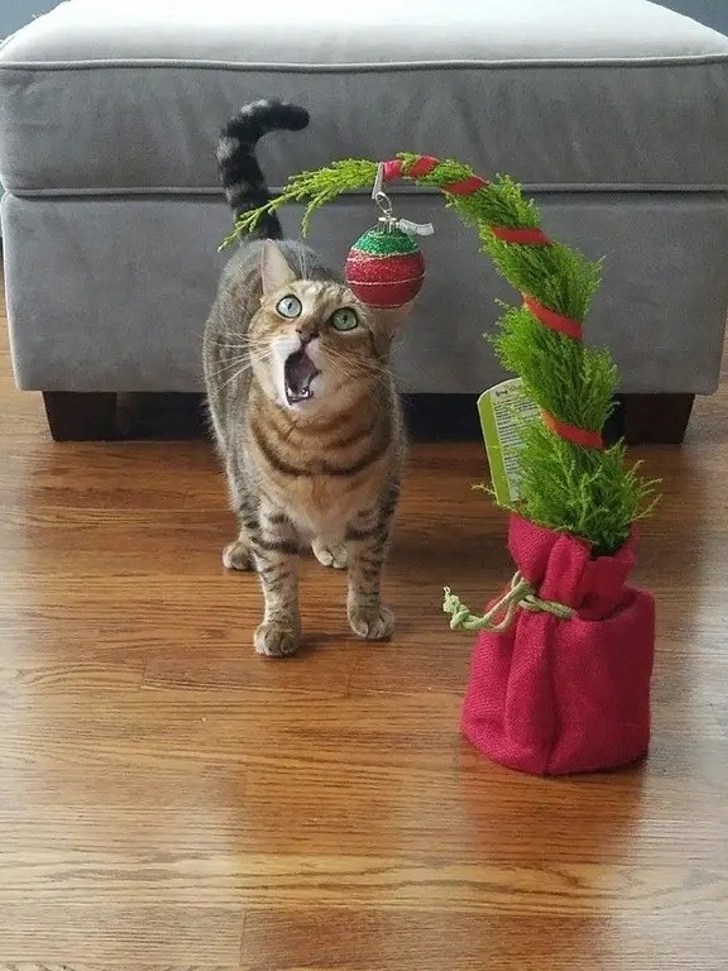 18 gatos que disfrutan la navidad más que los niños. No pueden esperar a que pongan el árbol