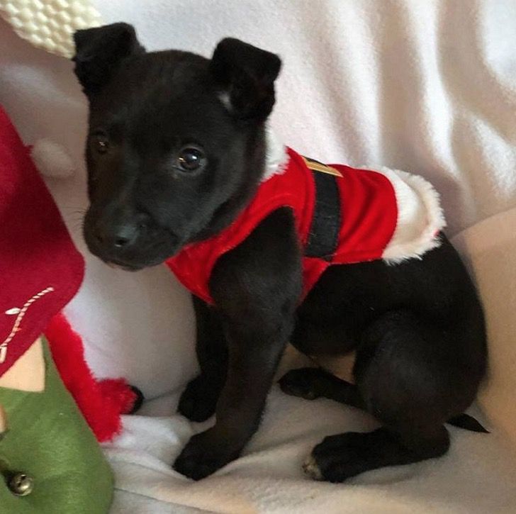 Niño abandonó a perrito en la escuela con una nota: Quería una mejor vida para él y no podía dársela