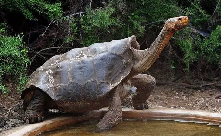 No todo héroe lleva capa: Diego, la tortuga de 100 años que tuvo tanto sexo que salvó a su especie
