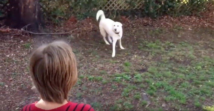 Niño se reencuentra con su amigo perro después de 1 año. Ambos se emocionan hasta las lágrimas
