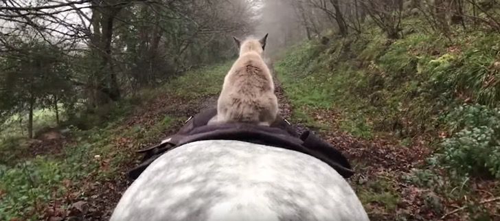 Comet, el tierno caballo que lleva de paseo todos los días a su amigo gato. Es su jinete favorito