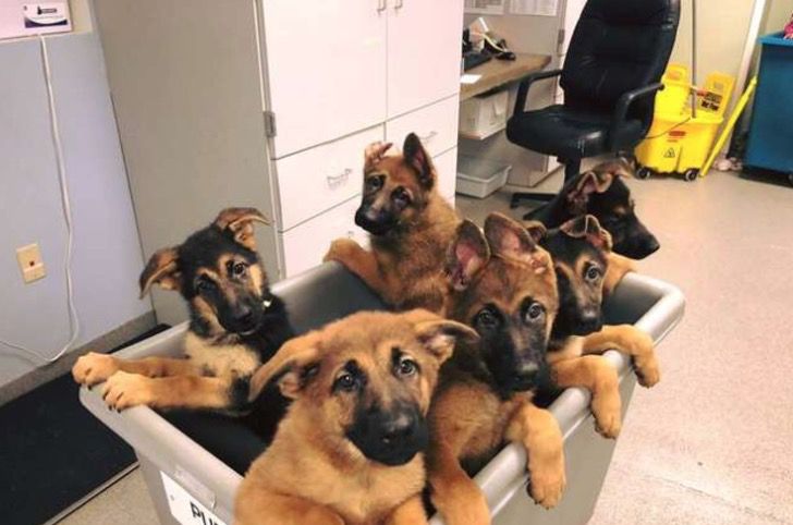 El “carrito de cachorros” es el mejor invento de todos. Transporta a los más desordenados y tiernos