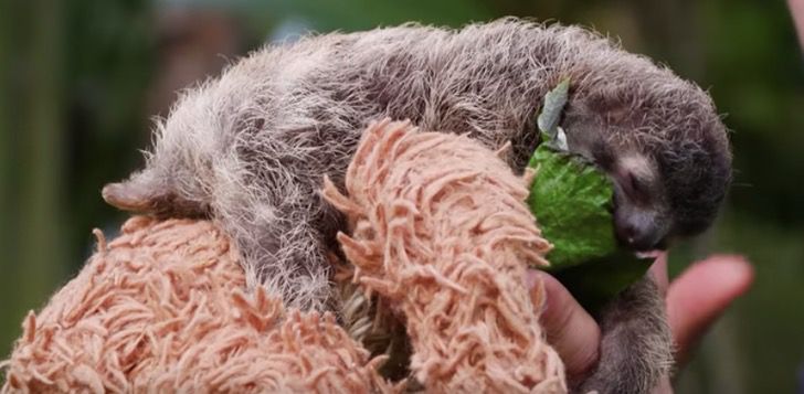 Tomar siesta en el día, dormir en la noche: La lenta y perfecta vida de un perezoso en Costa Rica