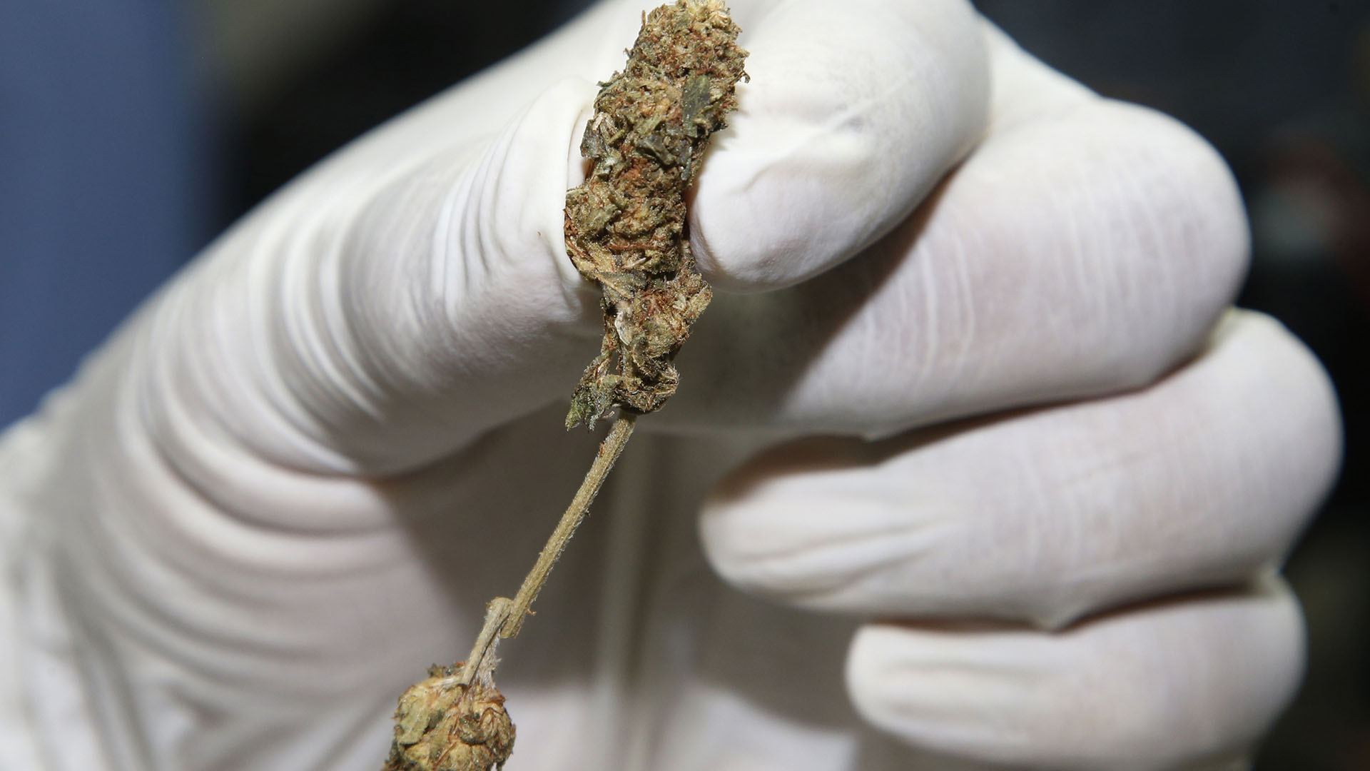 En México emitieron lineamientos para el uso de marihuana con fines medicinales y científicos. (Foto; AP)