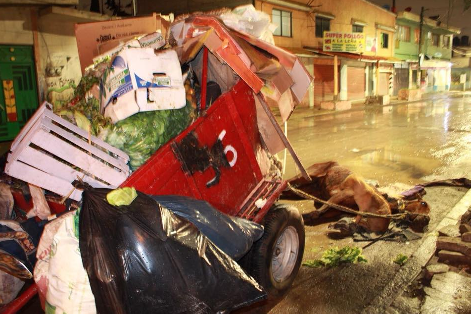 Mixtli, el caso de maltrato animal que indignó a los mexicanos (Foto: @DefensoríaAnimal)