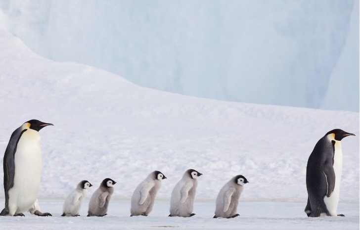 21 familias de animales demuestran que todas son iguales sin importar la especie que sean