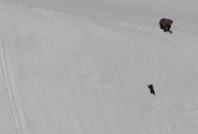 Cachorro de oso lucha para alcanzar a su padre en una montaña