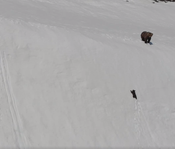 Cachorro de oso lucha para alcanzar a su padre en una montaña