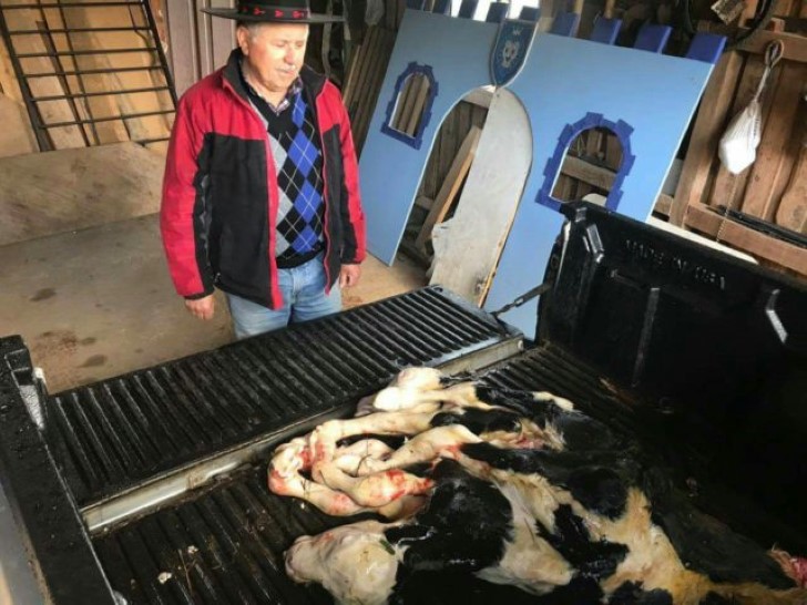 Nacimiento de ternero de dos cabezas, ocho patas y dos colas impacta a un pueblo del sur de Chile