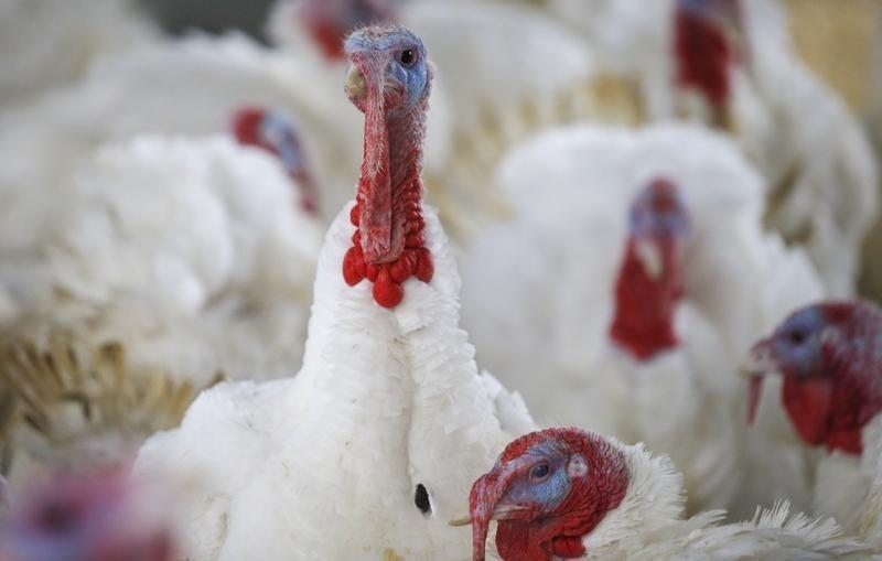 Un pavo en una granja de Massachusetts (REUTERS/Brian Snyder)