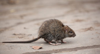 "Explosión de ratas", el curioso y peligroso fenómeno que genera el calentamiento global