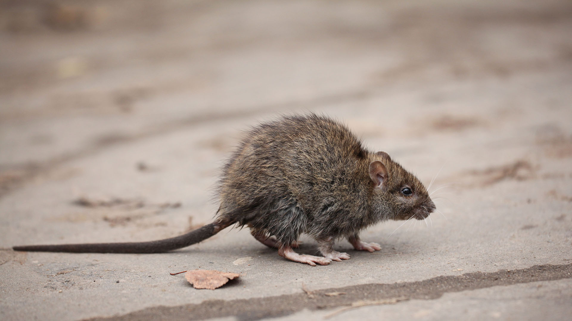 La proliferación de ratas en las ciudades podría responder a los efectos del cambio climático en el mundo ya que estos animales se adaptan muy bien a los cambios de hábitat (istock)