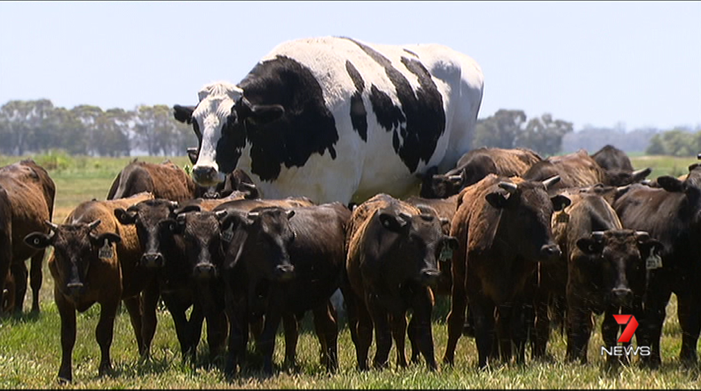 La razón por la que una vaca australiana logró no ser sacrificada