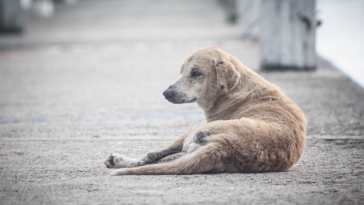 Cachorro se para frente a imagen religiosa y comienza a rezar. No quiere más perros en las calles