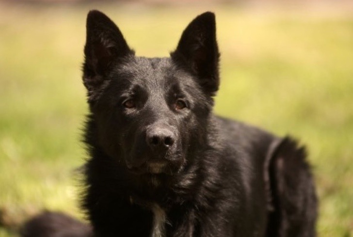 Perro tiene amigos niños y lo buscan en casa para salir a jugar. Su dueño siempre le da permiso