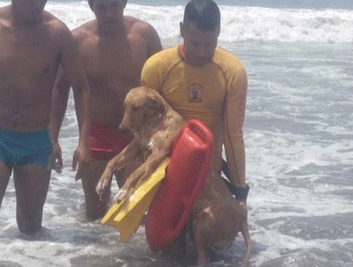 Descuidaron a su perro en la playa y debió ser rescatado del mar. Estaba a punto de ahogarse