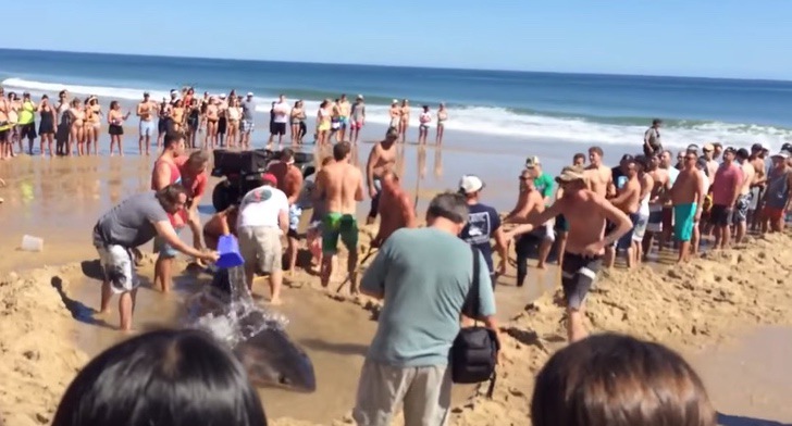 Tiburón quedó varado en la orilla y la multitud se unió para salvarlo. Lo arrastraron con fuerza