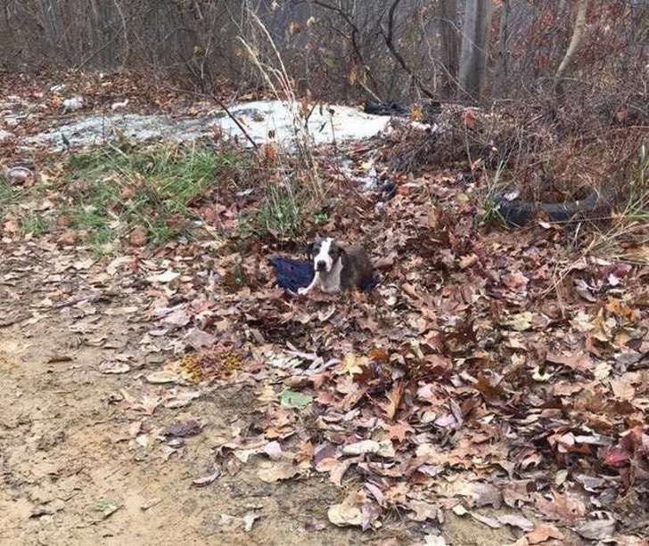 La abandonaron en la montaña para que muriera, pero no se rindió. Pidió ayuda apenas vio un auto