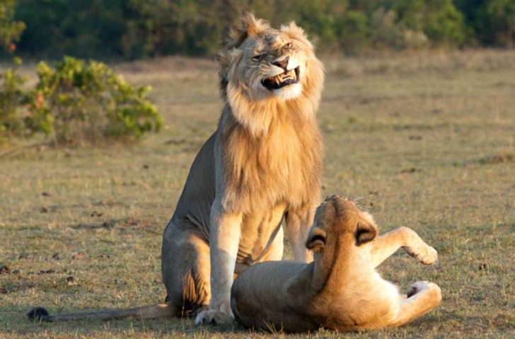 La alegría navideña llegó al reino animal: Un león fue fotografiado cuando daba lo mejor de sí