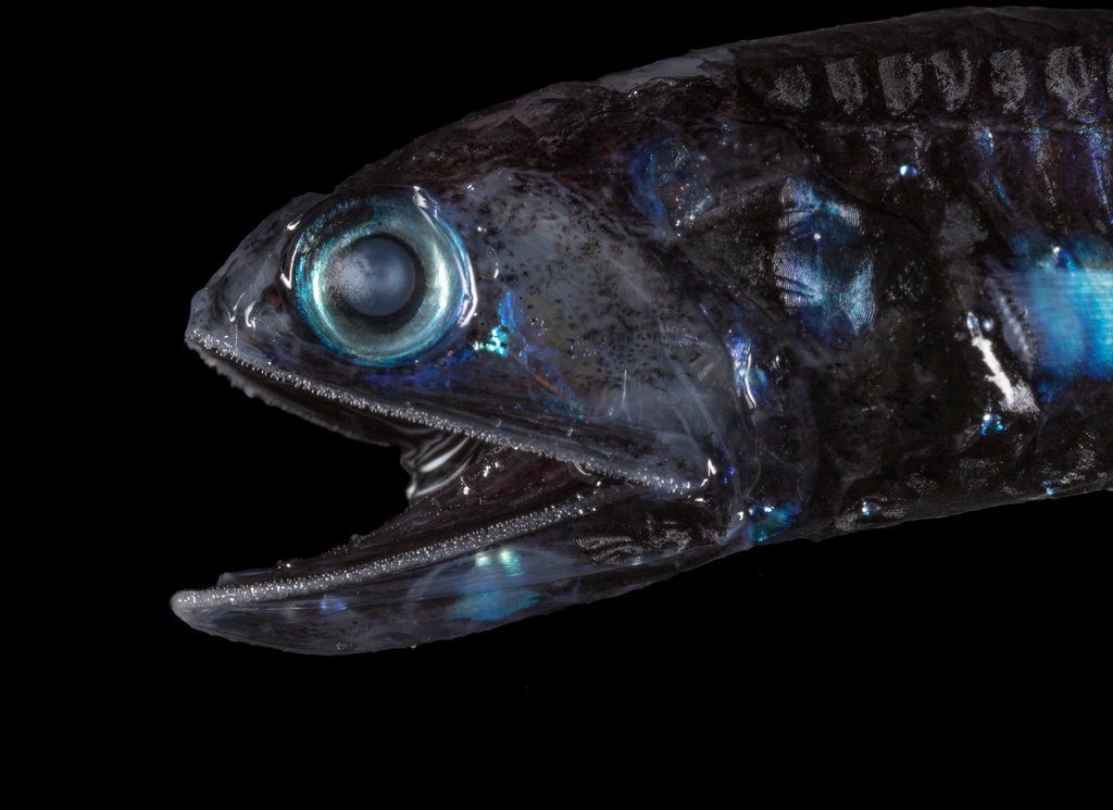 El pez linterna convierte sus ojos en lentes gigantescos para poder moverse en la oscuridad de las profundidades oceánicas. (Paul Caiger/Woods Hole Oceanographic Institution)