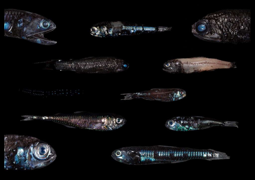 A variety of myctophids, or lantern fish. The twilight zone contains about 250 different species of myctophids. Symbol question.svg Peces linterna Rango temporal: Mioceno-Presente PreЄЄOSDCPTJKPgN Messina Straits Myctophum punctatum.jpg Myctophum punctatum Taxonomía Reino:Animalia Filo: Chordata Clase: Actinopterygii Subclase: Neopterygii Infraclase: Teleostei Superorden: Scopelomorpha Orden: Myctophiformes Familia: Myctophidae Gill, 1893 Géneros ver en el texto [editar datos en Wikidata] Diaphus sp. Madre de la anchoa (Lampanyctus crocodilus). Chispa (Electrona risso). Pez linterna de Kroeyer (Notoscopelus kroyeri). Los peces linterna, linternillas o mictófidos (Paul Caiger/Woods Hole Oceanographic Institution)