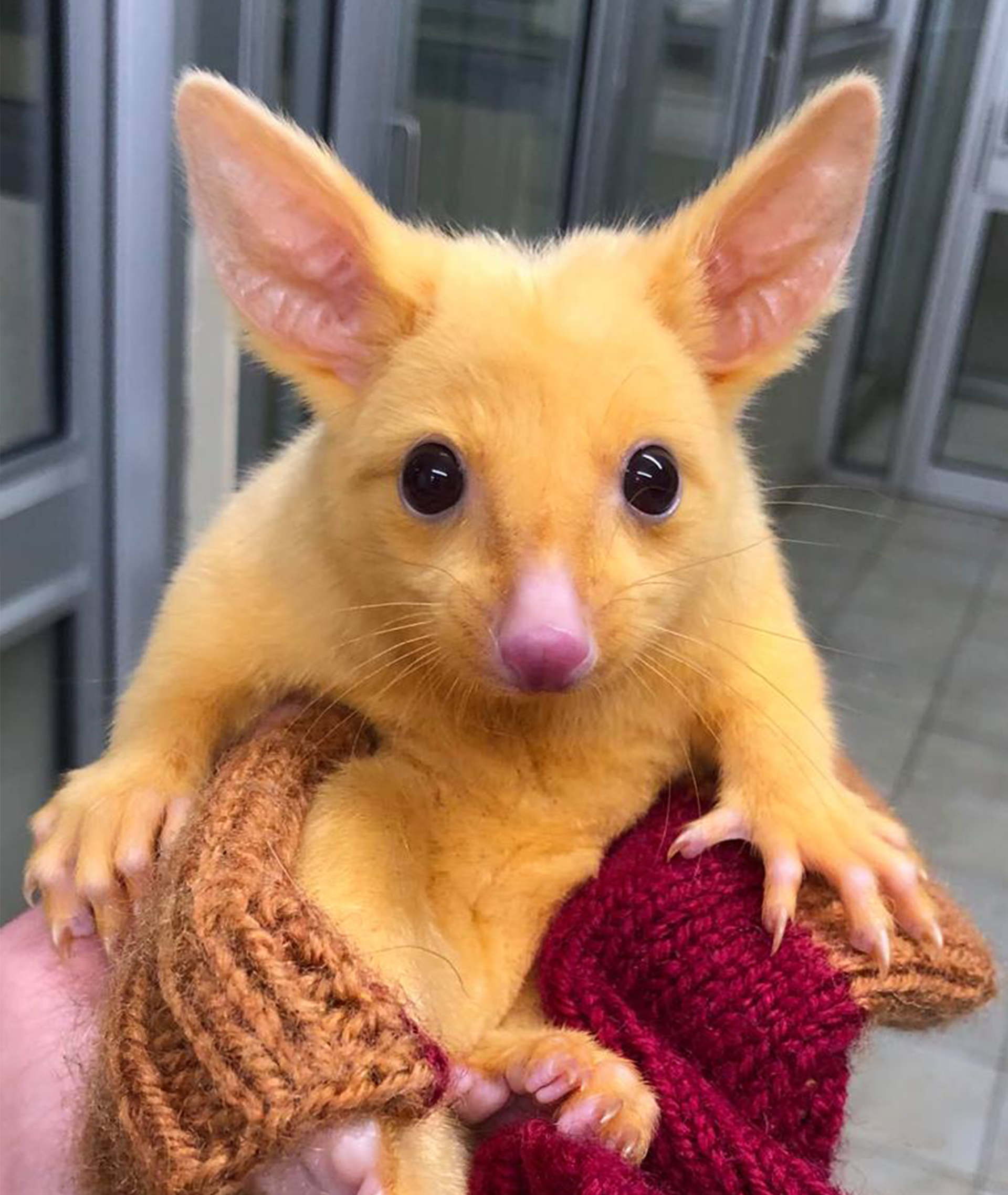 La zarigüeya es color amarillo por una mutación genética. (Foto: Facebook, Stephen Reinich)