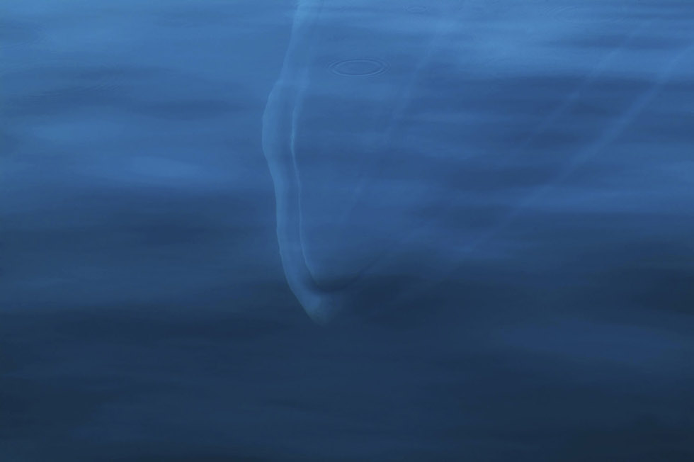 Sue Flood, Reino Unido. Mención especial en la categoría “Viaje”Antártida. Estaba a bordo de un bote cerca de la península Antártica, el mar estaba tranquilo y no había viento, y vi a esta ballena romper la superficie a poca distancia. (Sue Flood/www.tpoty.com)