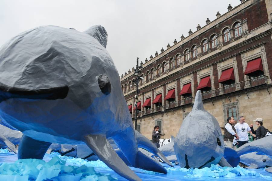 Científicos piden a AMLO que salve a la vaquita marina de la extinción