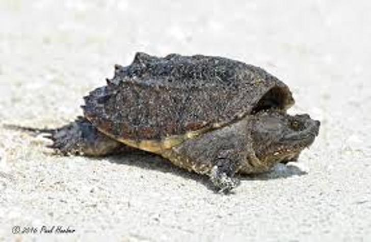 La increíble imagen que muestra a una tortuga con un pequeño mundo sobre su caparazón es real