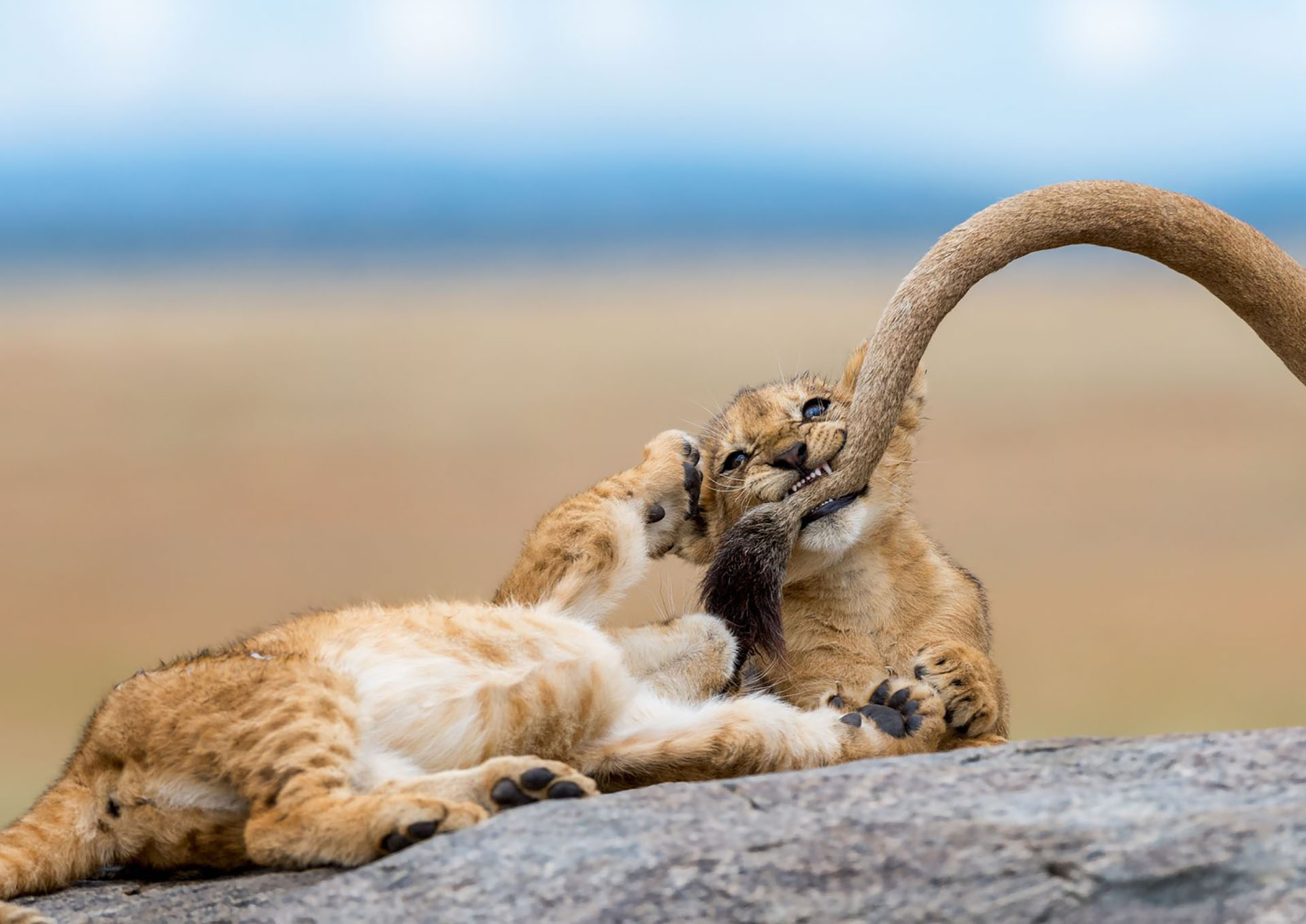 Dos leones cachorros en Serengeti.